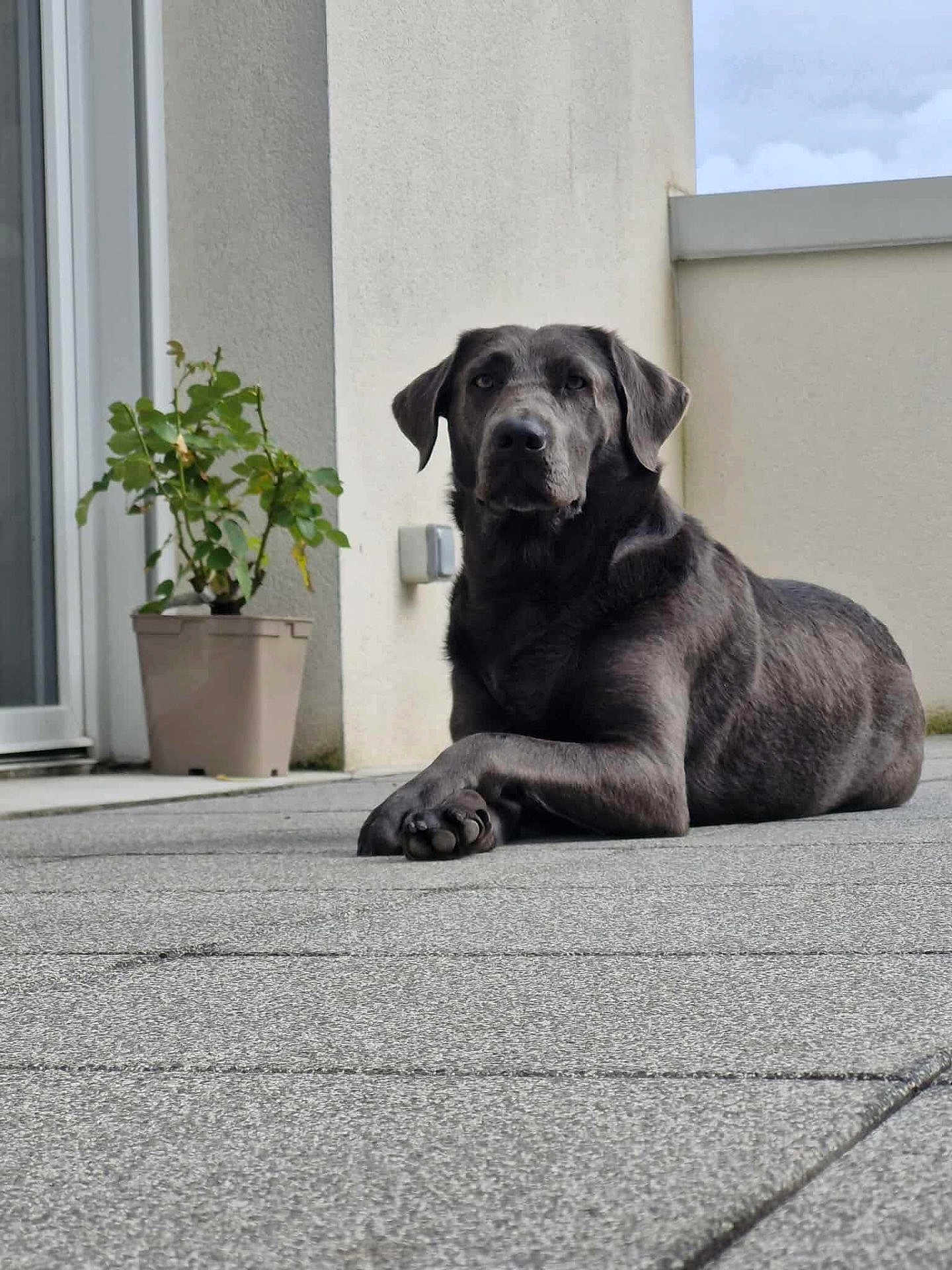 Mala a rejoint le concours — aidez-le/la à gagner de superbes lots ! animal, calm, canine, concrete, daylight, dog, ears, grey_dog, laying, looking_at_camera, outdoor, patio, paw, pet, plant, potted_plant, quiet, relaxed, snout, wall