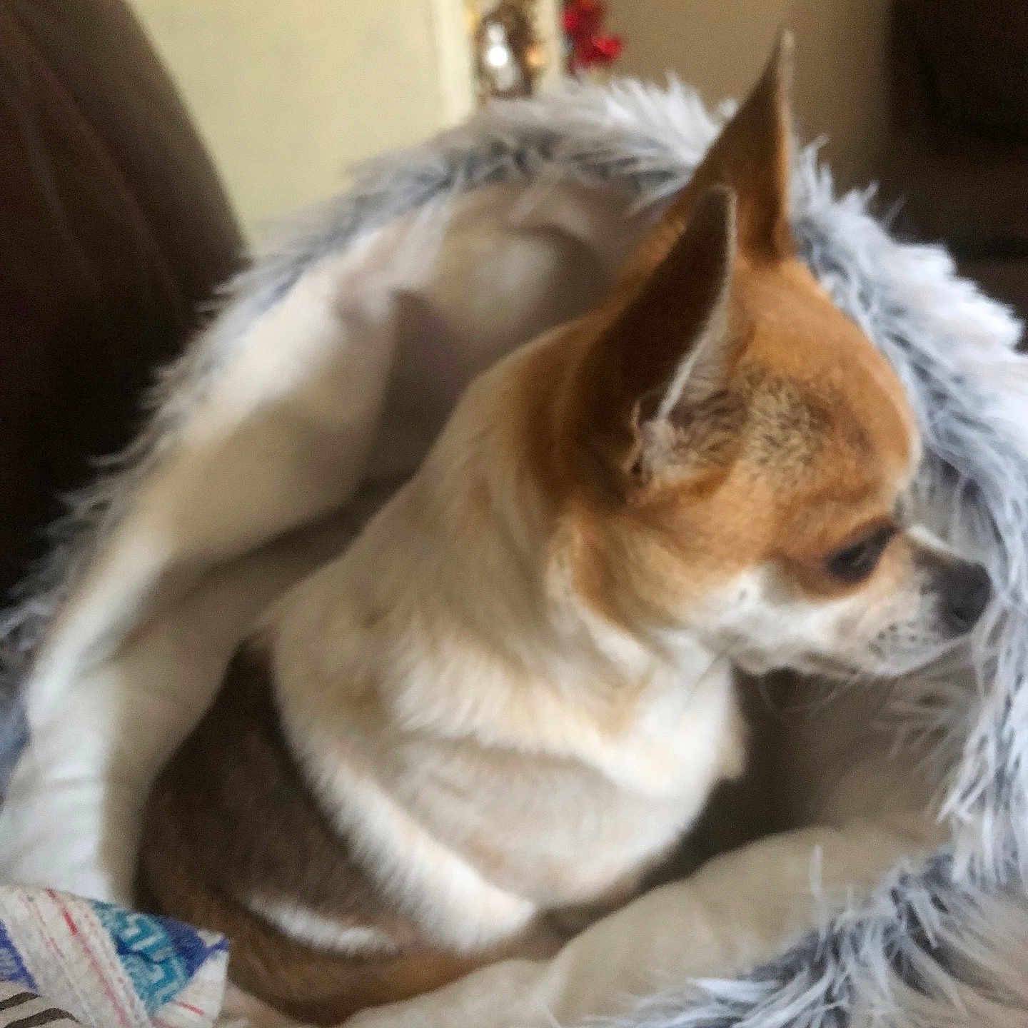 Noisette a rejoint le concours — aidez-le/la à gagner de superbes lots ! animal, ball, canine, cat, chihuahua, couch, cushion, dog, furniture, homedecor, hound, indoors, interiordesign, person, pet, puppy, sleeping, sport, tennis, tennisball
