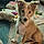 Willow