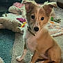 puppy, dog, pet, indoor, carpet, toy, blanket, cute, fur, ears, sitting, animal, young, face, playful, domestic, floor, home, comfort, curious