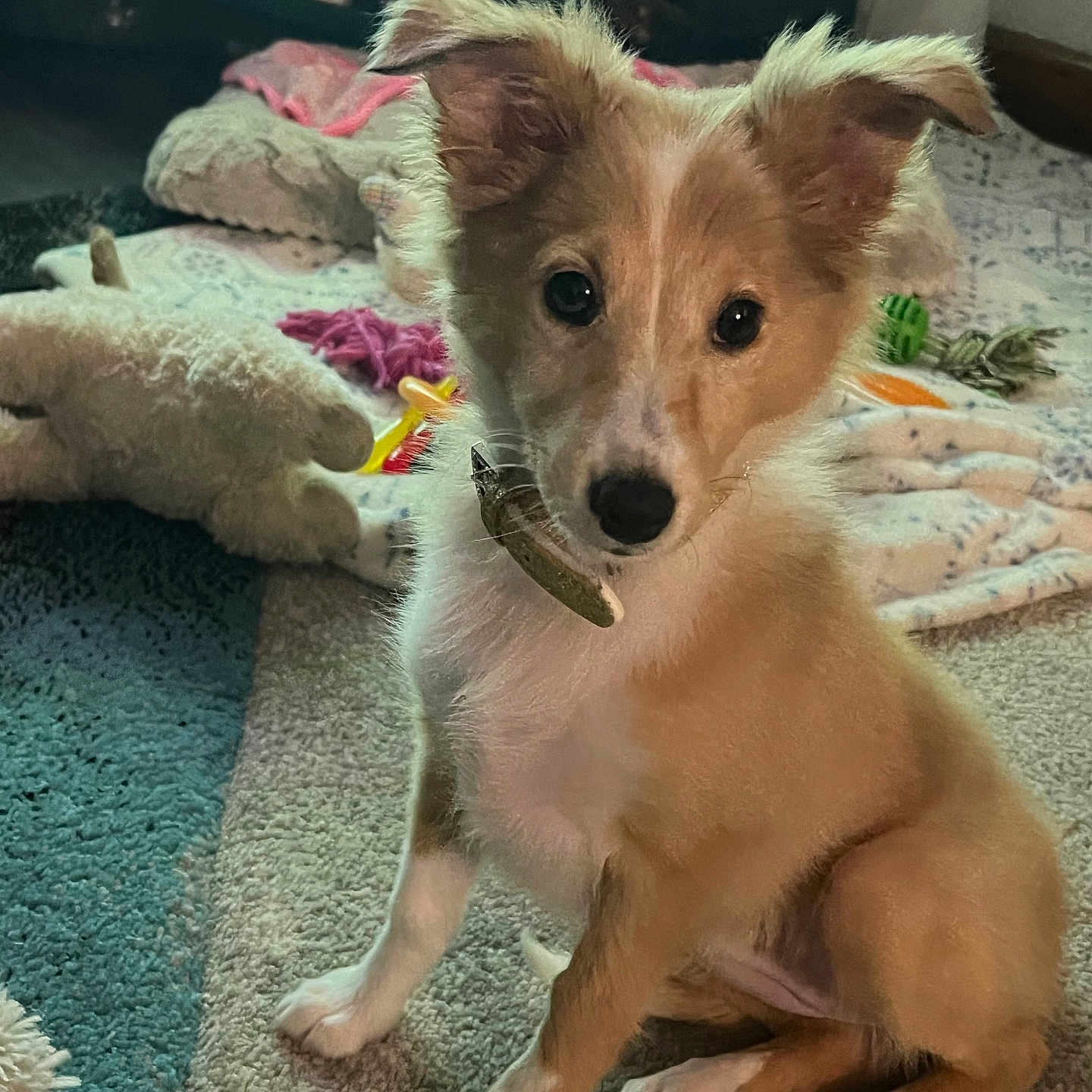 Willow is registered to the contest to win money with this photo: animal, blanket, carpet, comfort, curious, cute, dog, domestic, ears, face, floor, fur, home, indoor, pet, playful, puppy, sitting, toy, young