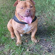 Sultan participe au concours pour gagner de l'argent avec cette photo : dog, grass, outdoor, happy, tongue_out, pet, canine, brown_dog, short_fur, sitting, nature, playful, animal, muzzle, ears, paw, collar, smiling, muscular, leash