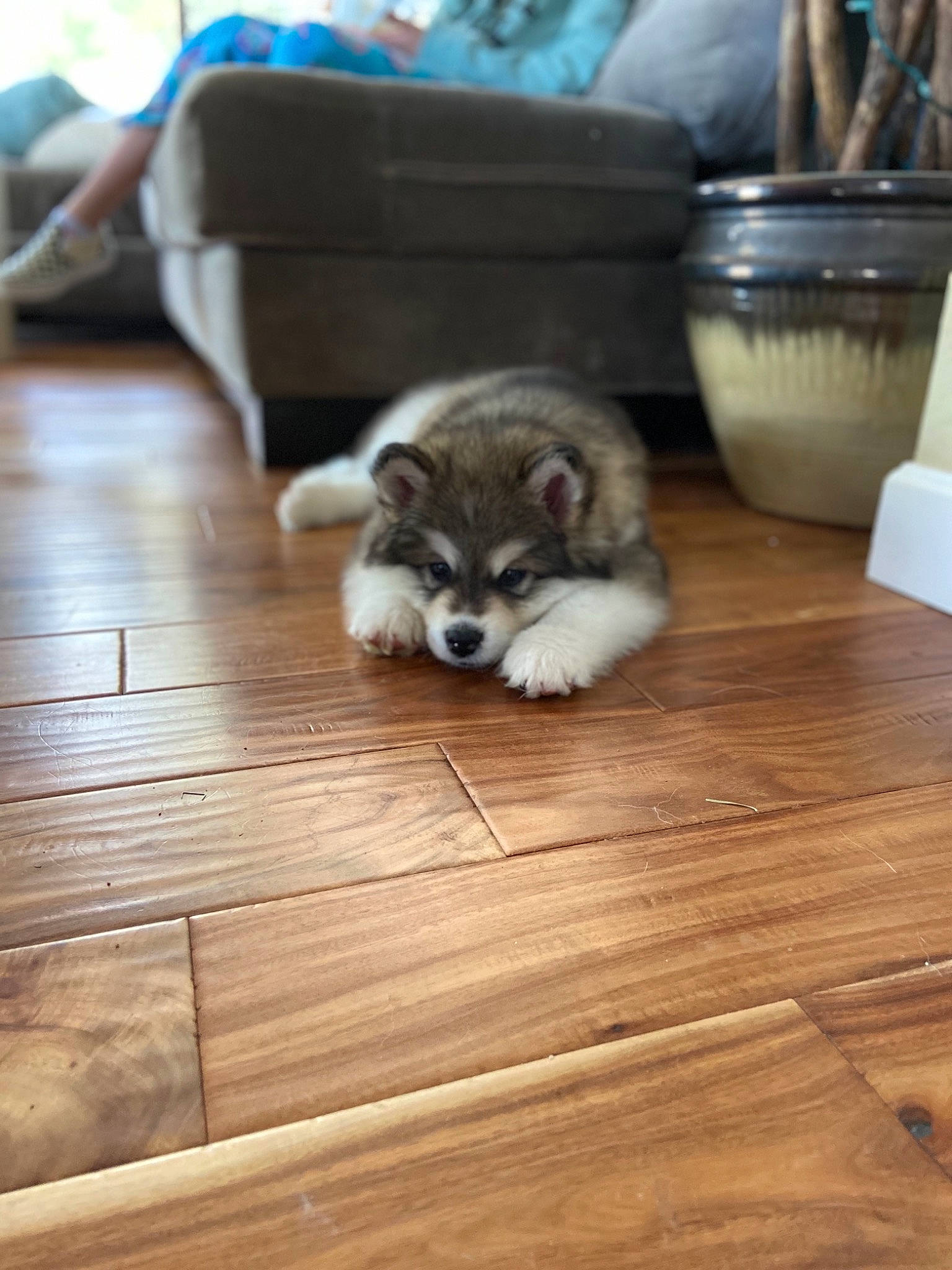 Koda joined the competition — help win amazing prizes! alaskan_malamute, canidae, carnivore, companion_dog, dog, dog_breed, fawn, finnish_lapphund, floor, flooring, hardwood, mammal, pomeranian, puppy, rare_breed_dog, shih_tzu, spitz, sporting_group, vertebrate, wood_flooring