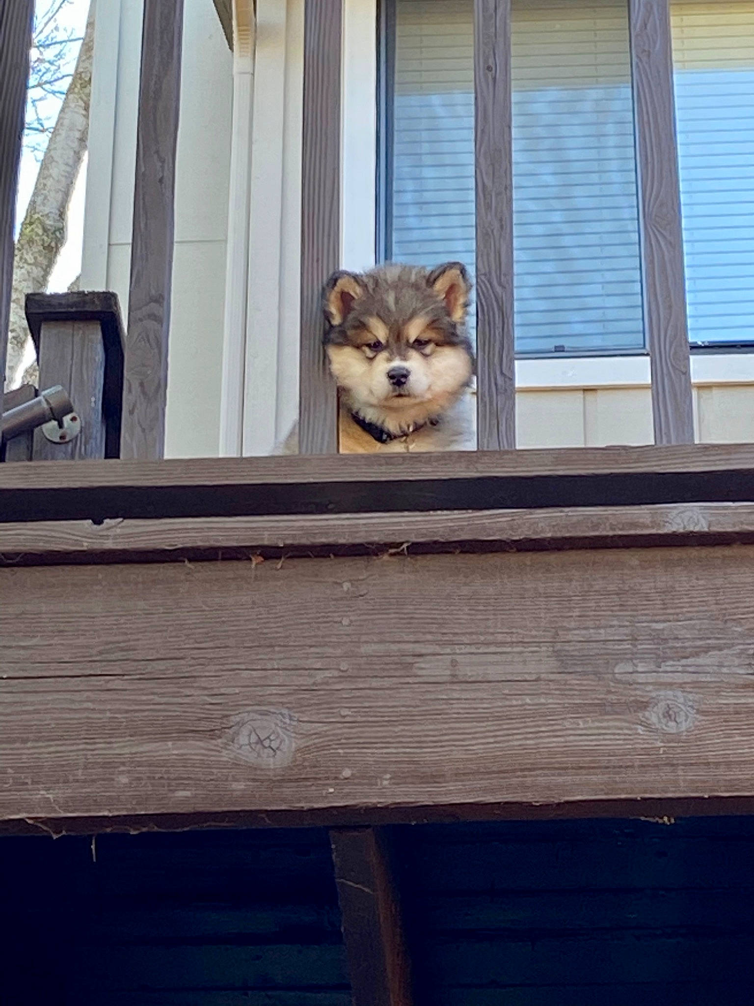 Koda is registered to the contest to win money with this photo: akita_inu, alaskan_klee_kai, alaskan_malamute, canidae, carnivore, companion_dog, dog, dog_breed, door, home, house, interior_design, pomeranian, puppy, shiba_inu, siberian_husky, spitz, sporting_group, window, wood