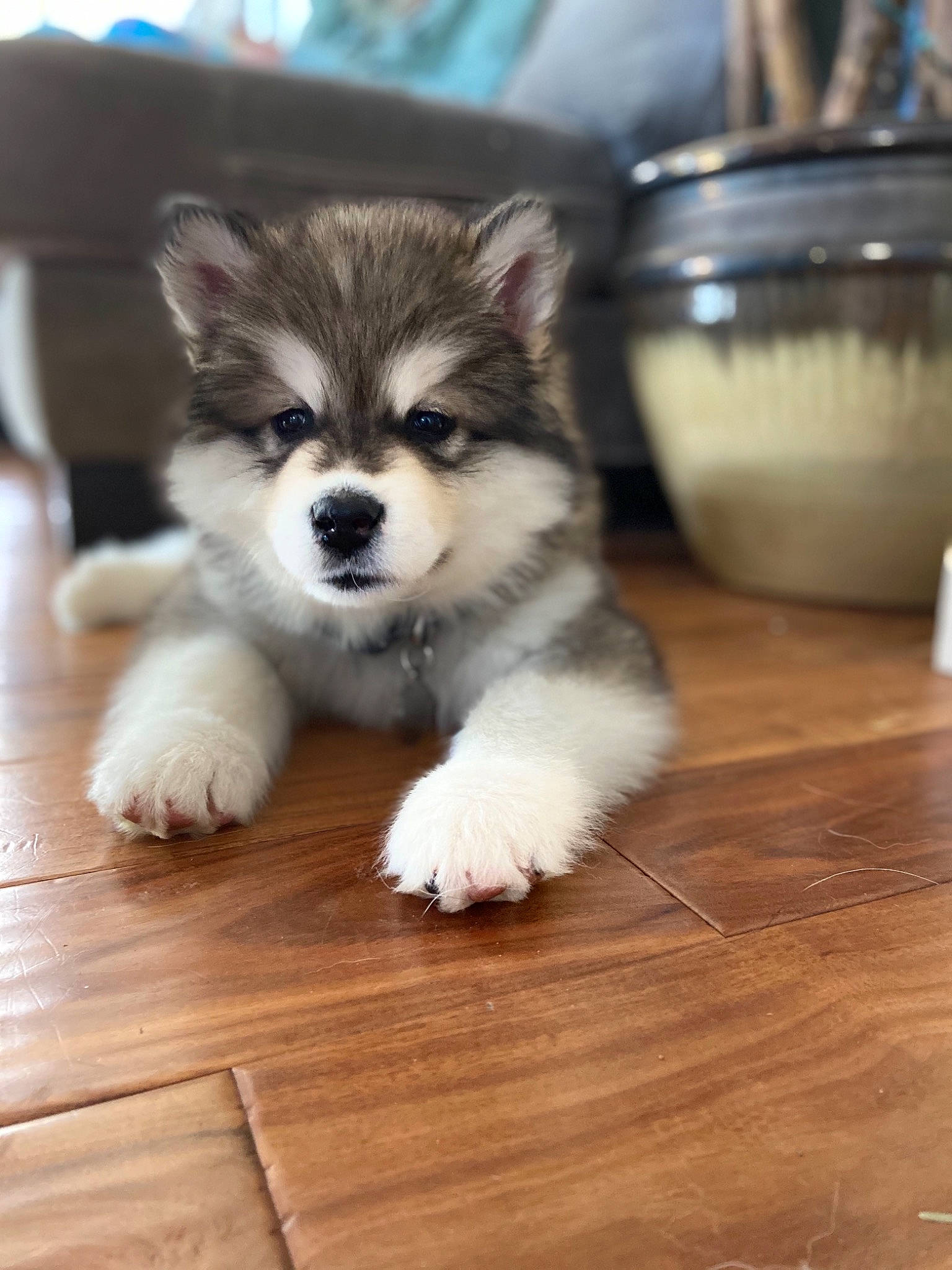 Koda is registered to the contest to win money with this photo: alaskan_klee_kai, alaskan_malamute, ancient_dog_breeds, canadian_eskimo_dog, canidae, carnivore, dog, dog_breed, finnish_lapphund, mammal, miniature_siberian_husky, native_american_indian_dog, puppy, sakhalin_husky, siberian_husky, sled_dog, snout, vertebrate, wolfdog, working_dog