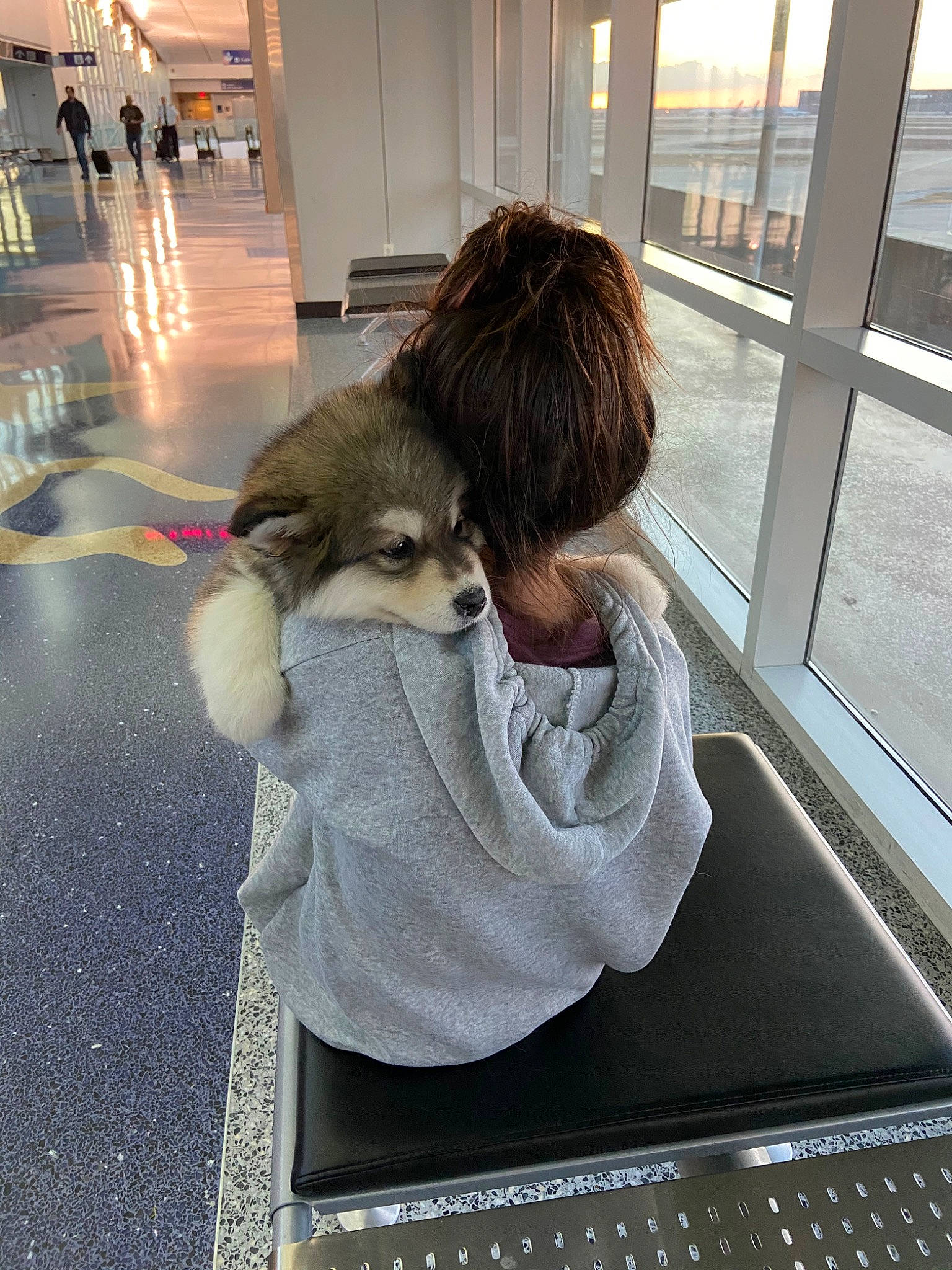 Koda is registered to the contest to win money with this photo: canidae, carnivore, child, companion_dog, dog, dog_breed, hug, non_sporting_group, pomeranian, puppy, sporting_group, toy_dog