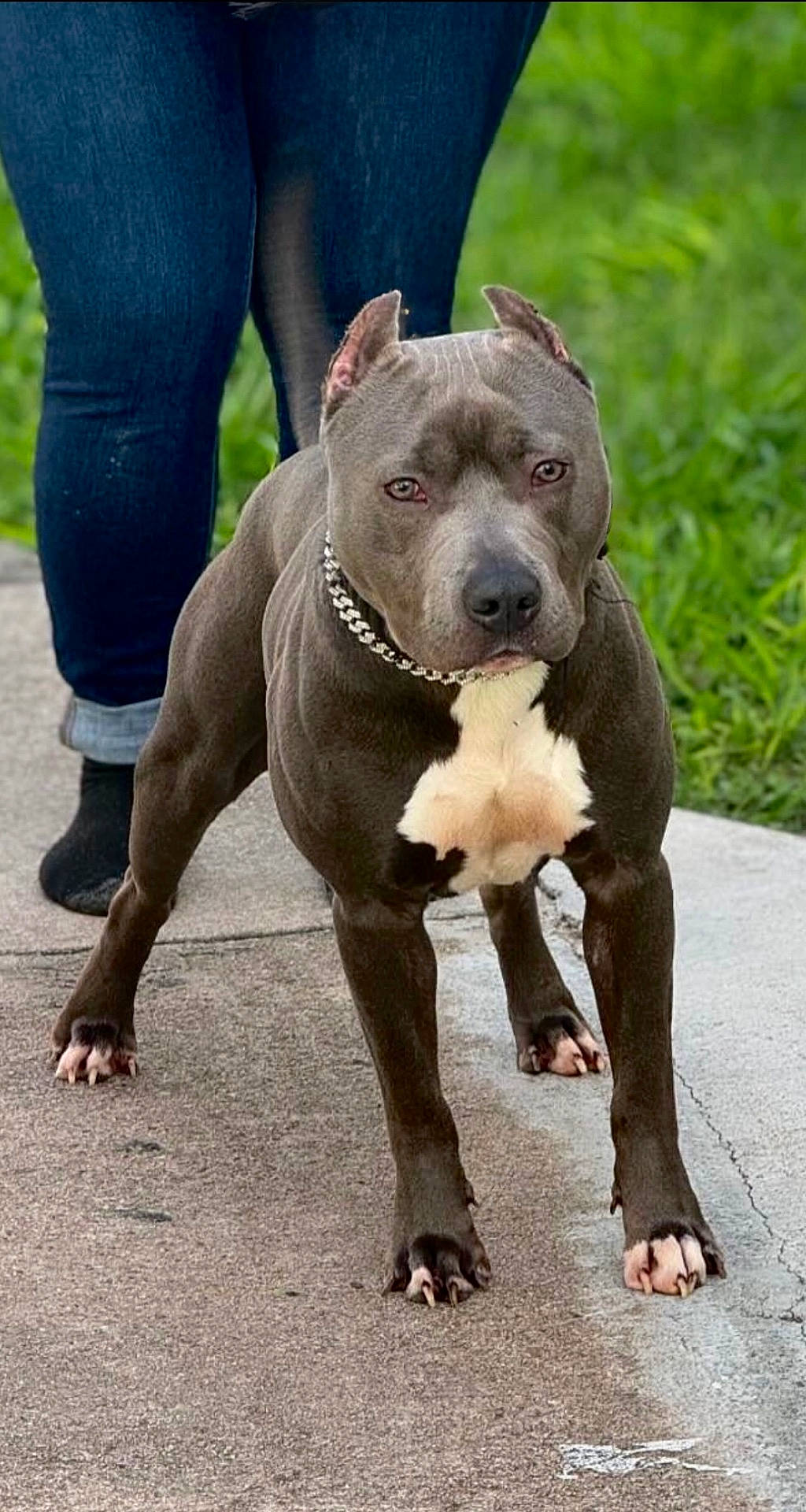 Achilles joined the competition — help win amazing prizes! alert, animal, black_socks, canine, chain_collar, collar, companion, dog, grass, jeans, muscular, nature, outdoor, paw, person, pet, pitbull, sidewalk, standing, street