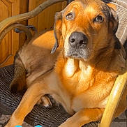 Snoupette a rejoint le concours — aidez-le/la à gagner de superbes lots ! animal, bright, brown_dog, cozy, cute, dog, floor, golden_fur, home, indoors, looking, love, paw, pet, relaxed, sitting, sticker, sunlight, wicker_chair, wooden_furniture