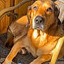 animal, bright, brown_dog, cozy, cute, dog, floor, golden_fur, home, indoors, looking, love, paw, pet, relaxed, sitting, sticker, sunlight, wicker_chair, wooden_furniture