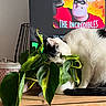 cat, plant, indoor, cabinet, television, screen, leaf, green, black_and_white, feline, curious, wood, furniture, houseplant, pot, screen_display, recommendation, The_Incredibles, cozy, light