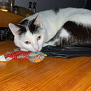 Milo participe au concours pour gagner de l'argent avec cette photo : cat, black_and_white, toy, wooden_table, indoor, pet, resting, feline, curious, cozy, domestic, animal, table_surface, knitted_toy, decor, background, quiet, relaxed, portrait, close_up