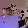 cat, black_and_white, shelf, plant, pot, wall, indoor, purple_light, animal, pet, relaxed, decor, furniture, tail, ears, whiskers, eyes, domestic, resting, curious