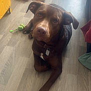 Rocket a rejoint le concours — aidez-le/la à gagner de superbes lots ! dog, brown_dog, pet, indoor, floor, wood_floor, toy, paper_bag, looking_up, canine, animal, domestic_animal, laying_down, ear_flap, collar, tag, household, relaxed, companion, cute