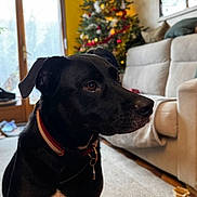 Charly a rejoint le concours — aidez-le/la à gagner de superbes lots ! dog, black_dog, pet, indoor, living_room, christmas_tree, holiday_decor, sofa, carpet, window, collar, floor, furniture, domestic_animal, canine, side_view, brown_eyes, calm, house, decorations