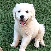 Maddie is registered to the contest to win money with this photo: animal, black_nose, canine, cute, dog, eyes, fluffy, fur, grass, happy, nature, outdoor, pet, playful, puppy, sitting, smiling, tongue, white, young