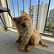 Tao participe au concours pour gagner de l'argent avec cette photo : dog, puppy, pet, fluffy, balcony, railing, apartment_building, highrise, urban, sky, sunlight, shadow, paws, sitting, portrait, cute, concrete_floor, chair, fur, ears