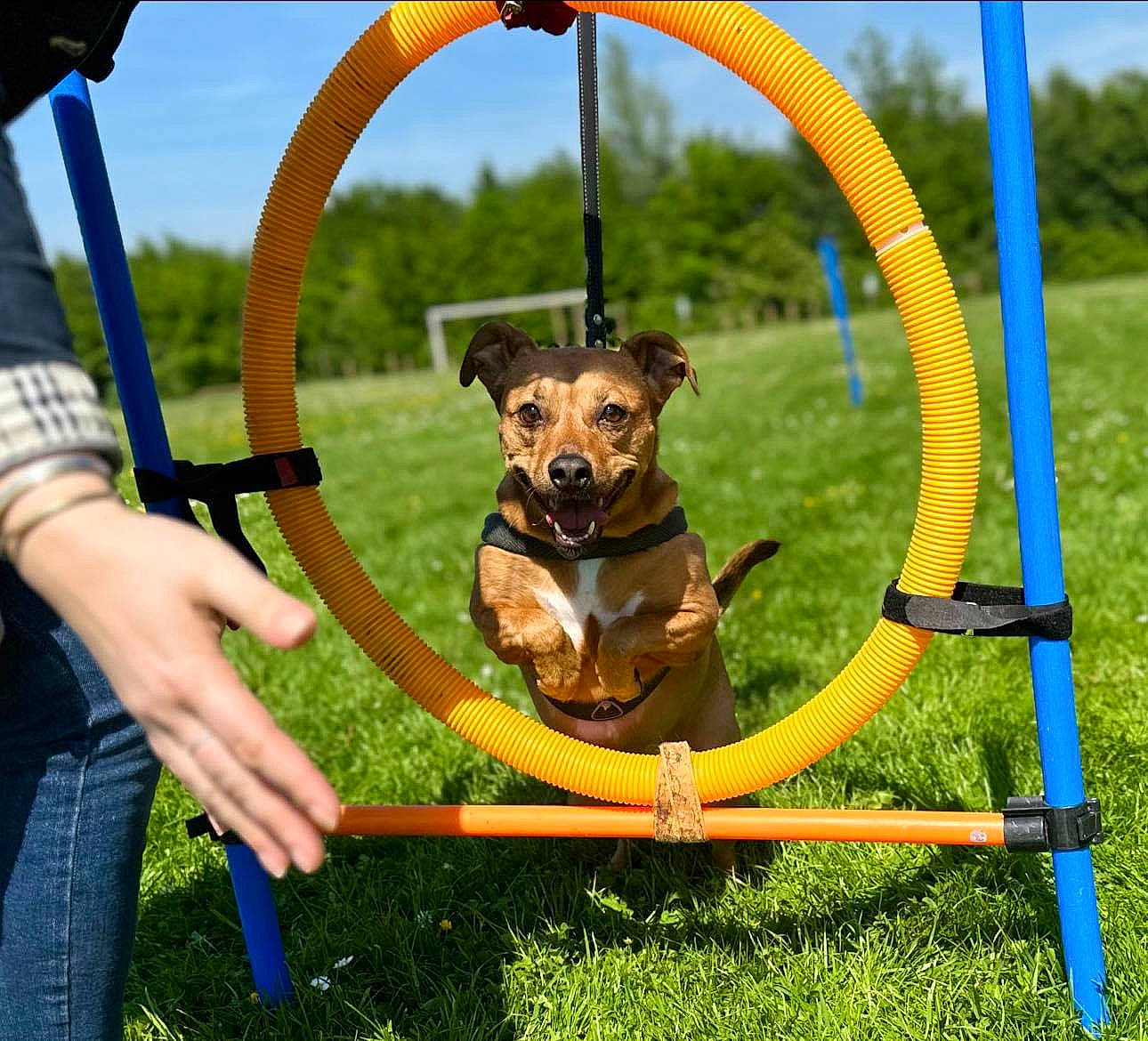 Paillette a rejoint le concours — aidez-le/la à gagner de superbes lots ! carnivore, collar, companion_dog, dog, dog_agility, dog_breed, fawn, grass, lawn, leisure, pet_supply, plant, recreation, sky, snout, sporting_group, sunglasses, swing, toy_dog, working_animal