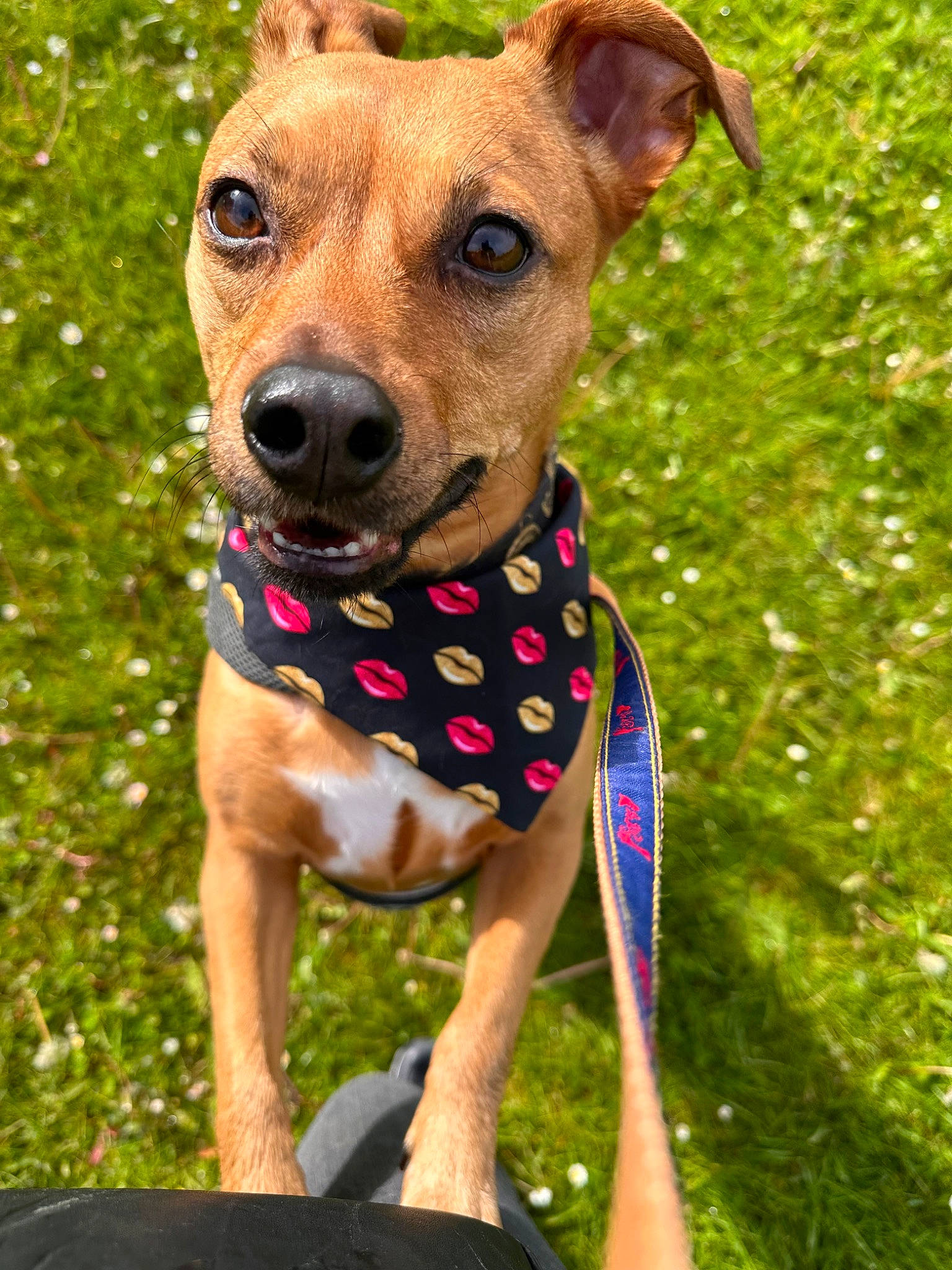 Paillette a rejoint le concours — aidez-le/la à gagner de superbes lots ! canidae, carnivore, collar, companion_dog, dog, dog_breed, dog_clothes, dog_collar, dog_supply, fashion_accessory, fawn, grass, leash, pet_supply, plant, snout, sporting_group, whiskers, working_animal, working_dog