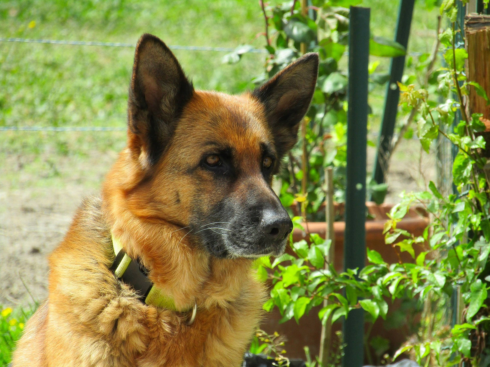 Chanel participe au concours pour gagner de l'argent avec cette photo : belgian_shepherd_malinois, canidae, carnivore, dog, dog_breed, east_european_shepherd, fawn, german_shepherd_dog, king_shepherd, kunming_wolfdog, mammal, old_german_shepherd_dog, plant, rare_breed_dog, shiloh_shepherd_dog, snout, vertebrate, wildlife, working_dog