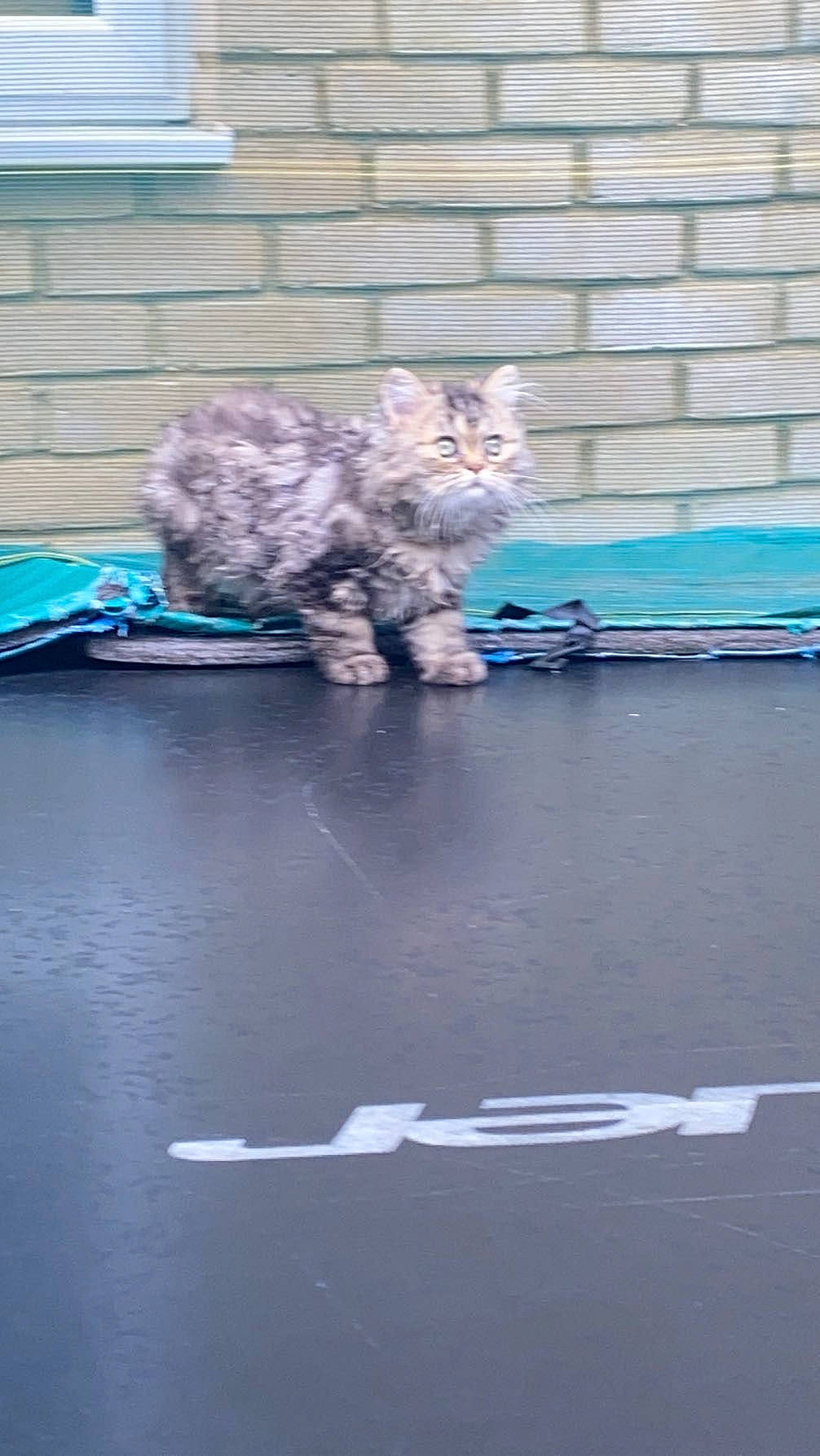 Rolo joined the competition — help win amazing prizes! asphalt, blue, carnivore, cat, domestic_short_haired_cat, felidae, flooring, fur, grass, grey, paw, road, road_surface, sitting, small_to_medium_sized_cats, snout, soil, tail, water, whiskers