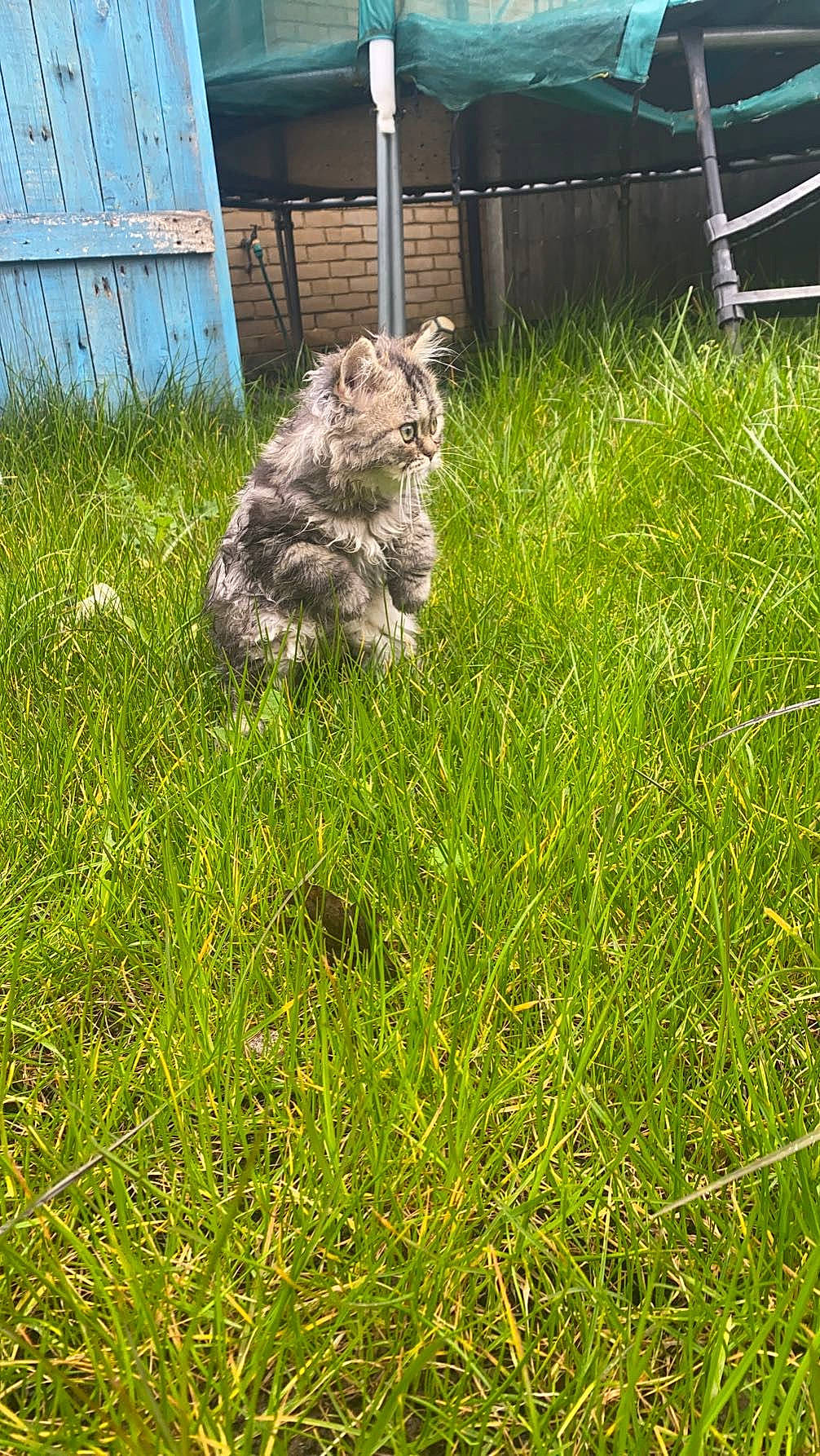 Rolo joined the competition — help win amazing prizes! canidae, carnivore, cat, dog_breed, fawn, felidae, fur, grass, grass_family, grassland, groundcover, lawn, plant, rabbits_and_hares, small_to_medium_sized_cats, soil, sporting_group, tail, terrestrial_animal, whiskers