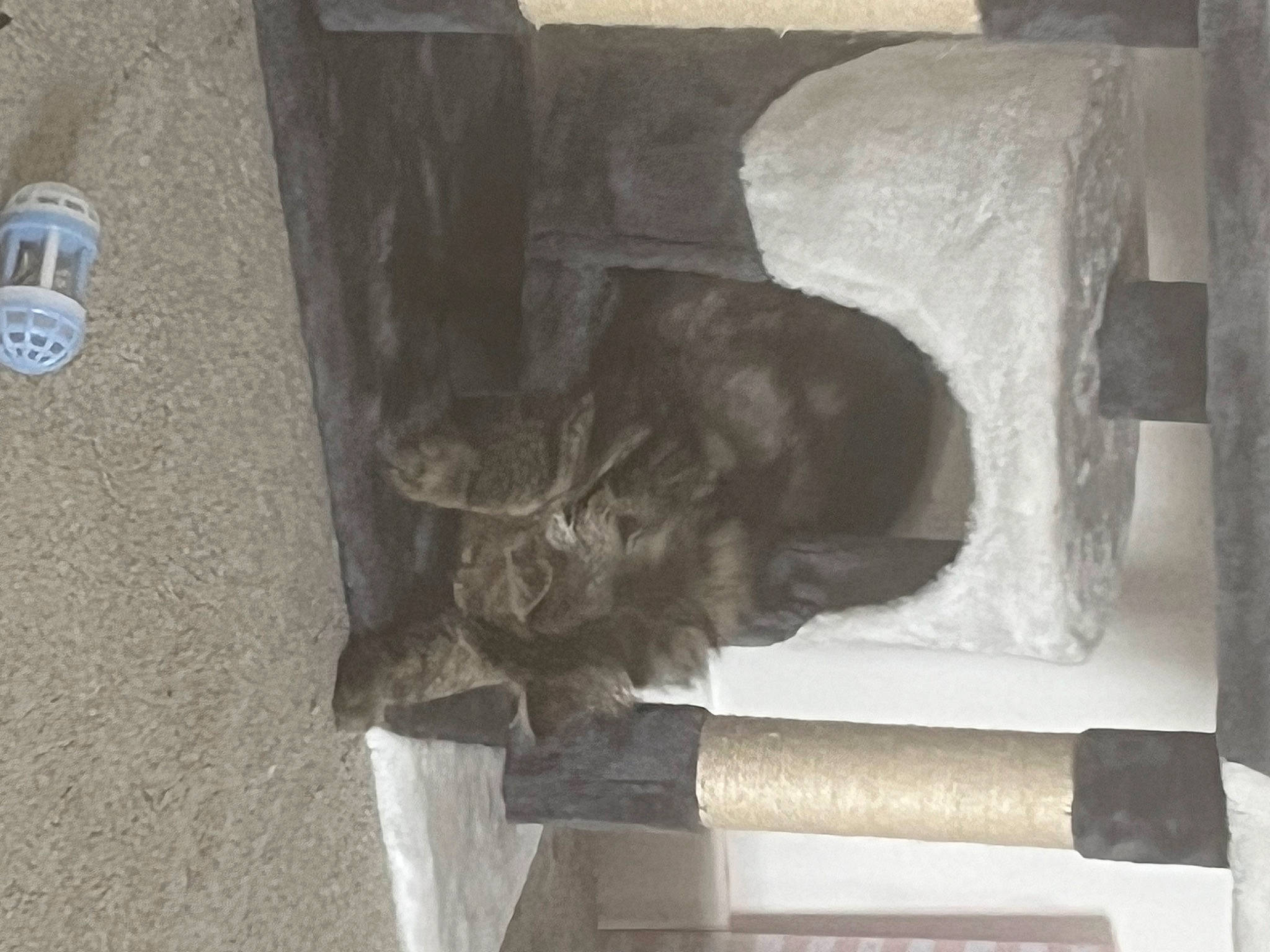 Rolo is registered to the contest to win money with this photo: canidae, carnivore, cat, dog_breed, domestic_short_haired_cat, felidae, fur, grey, natural_material, room, small_to_medium_sized_cats, snout, sporting_group, tail, terrestrial_animal, whiskers, wood