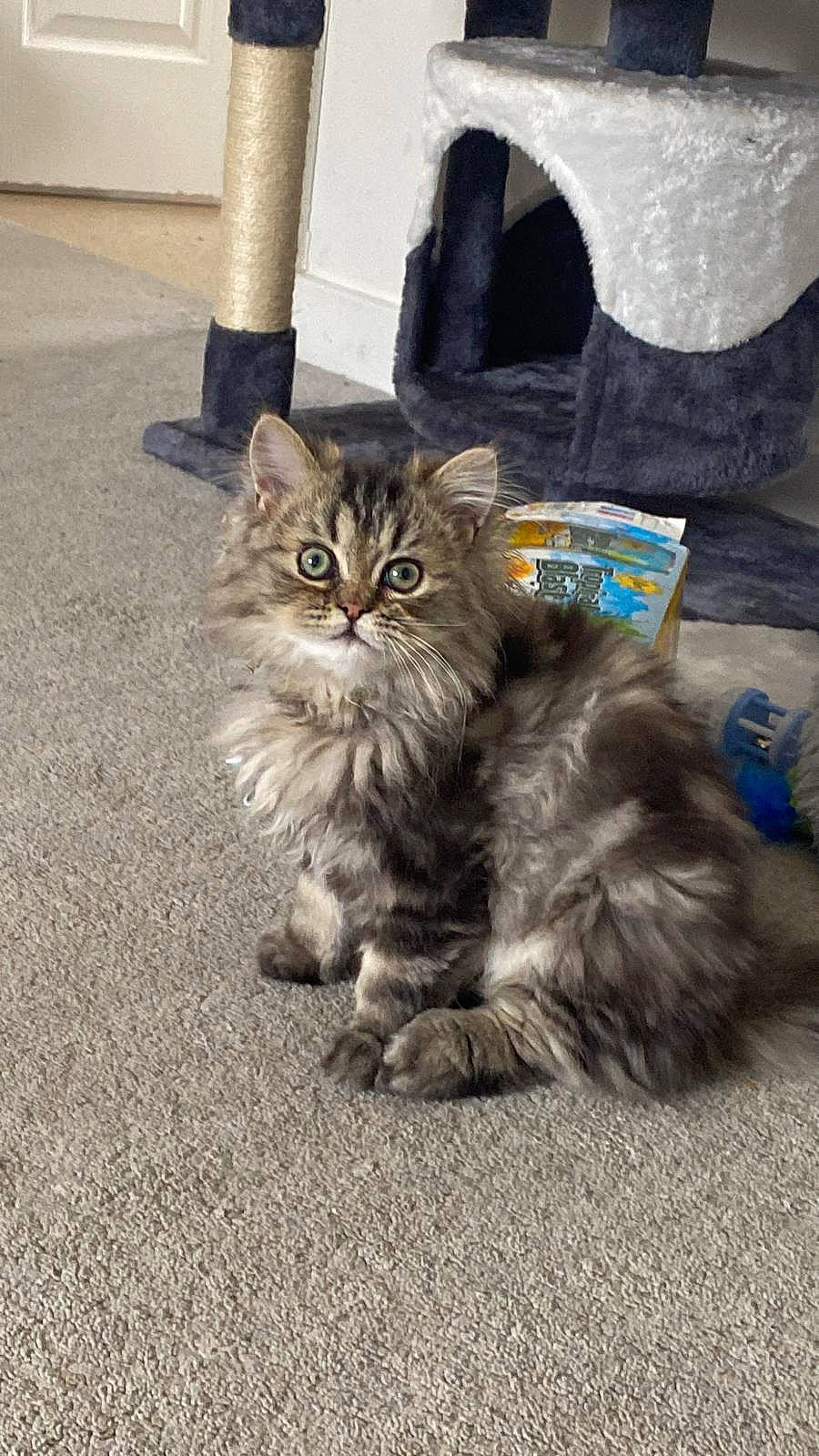 Rolo joined the competition — help win amazing prizes! asphalt, british_longhair, carnivore, cat, claw, domestic_short_haired_cat, fawn, felidae, flooring, fur, grey, maine_coon, paw, road_surface, sitting, small_to_medium_sized_cats, snout, tail, terrestrial_animal, whiskers