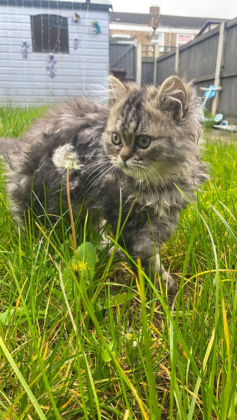 Rolo joined the competition — help win amazing prizes! carnivore, cat, domestic_short_haired_cat, eye, fawn, felidae, fur, grass, grass_family, grassland, groundcover, herb, plant, sitting, small_to_medium_sized_cats, snout, tail, terrestrial_animal, whiskers, wildlife