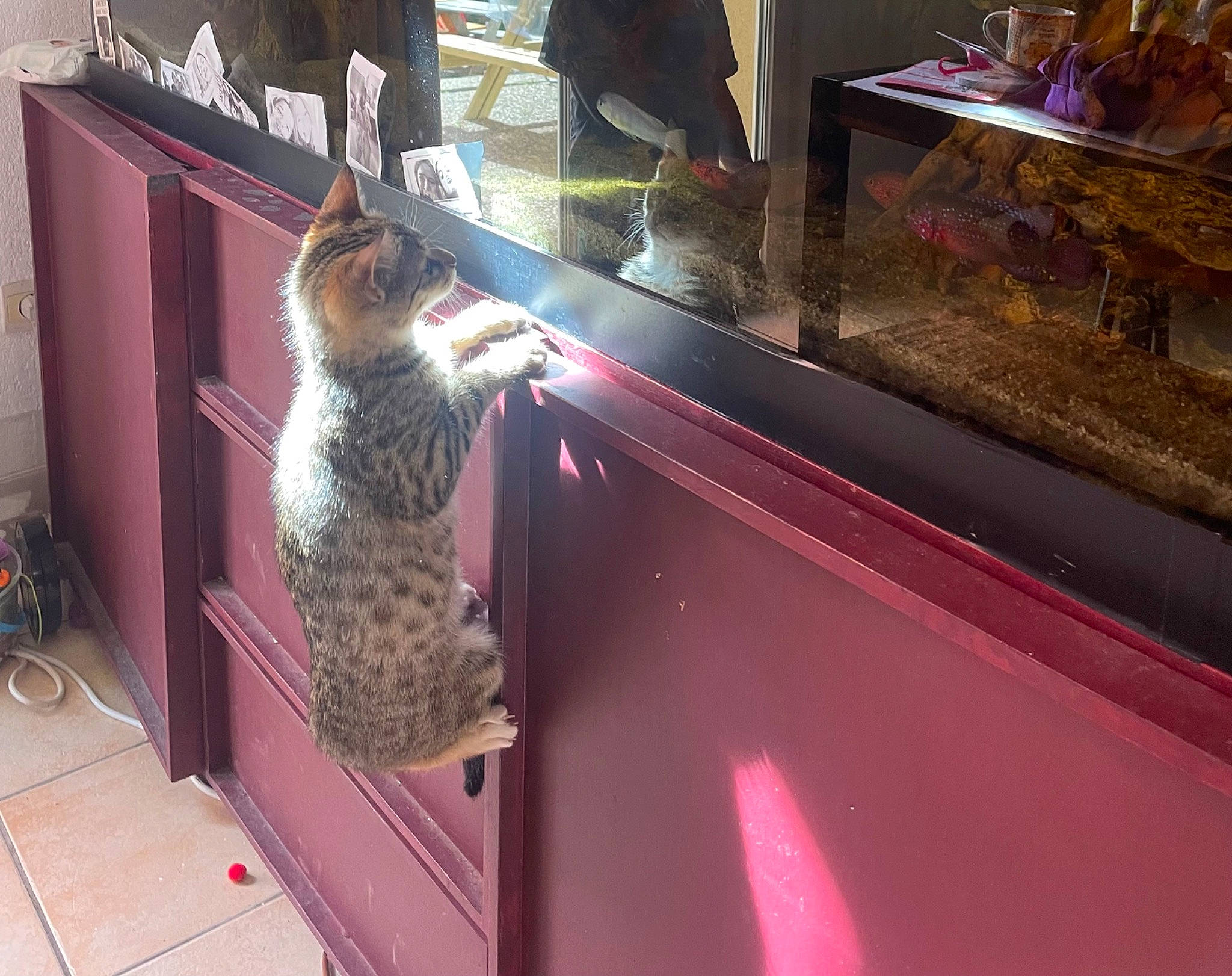 Wendy a rejoint le concours — aidez-le/la à gagner de superbes lots ! cat, domestic_short_haired_cat, felidae, flooring, fur, glass, magenta, metal, room, small_to_medium_sized_cats, tail, whiskers, wood