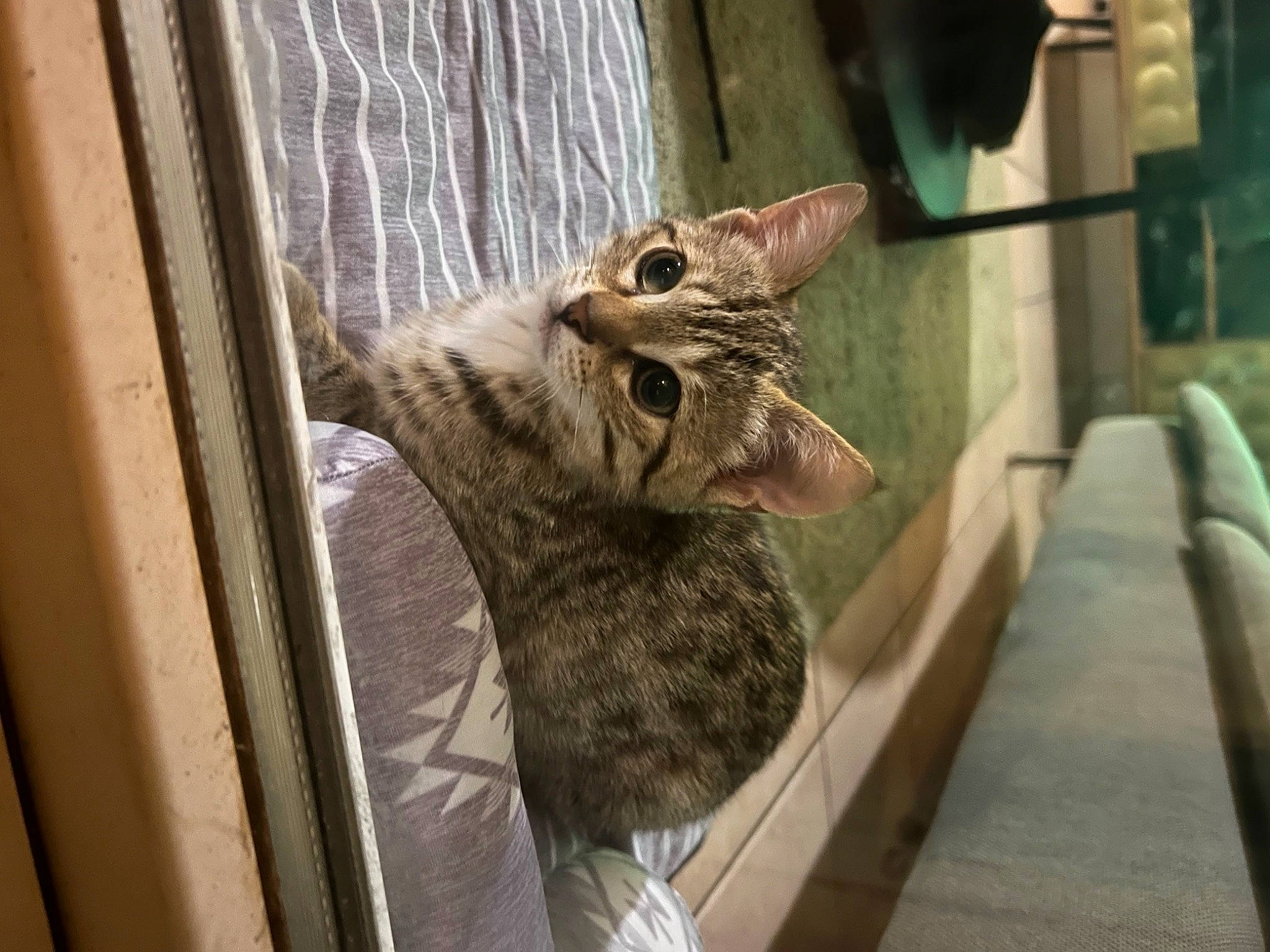 Wendy a rejoint le concours — aidez-le/la à gagner de superbes lots ! animal_shelter, carnivore, cat, claw, domestic_short_haired_cat, door, felidae, fur, paw, room, small_to_medium_sized_cats, snout, tail, terrestrial_animal, whiskers, wildlife, window, wood