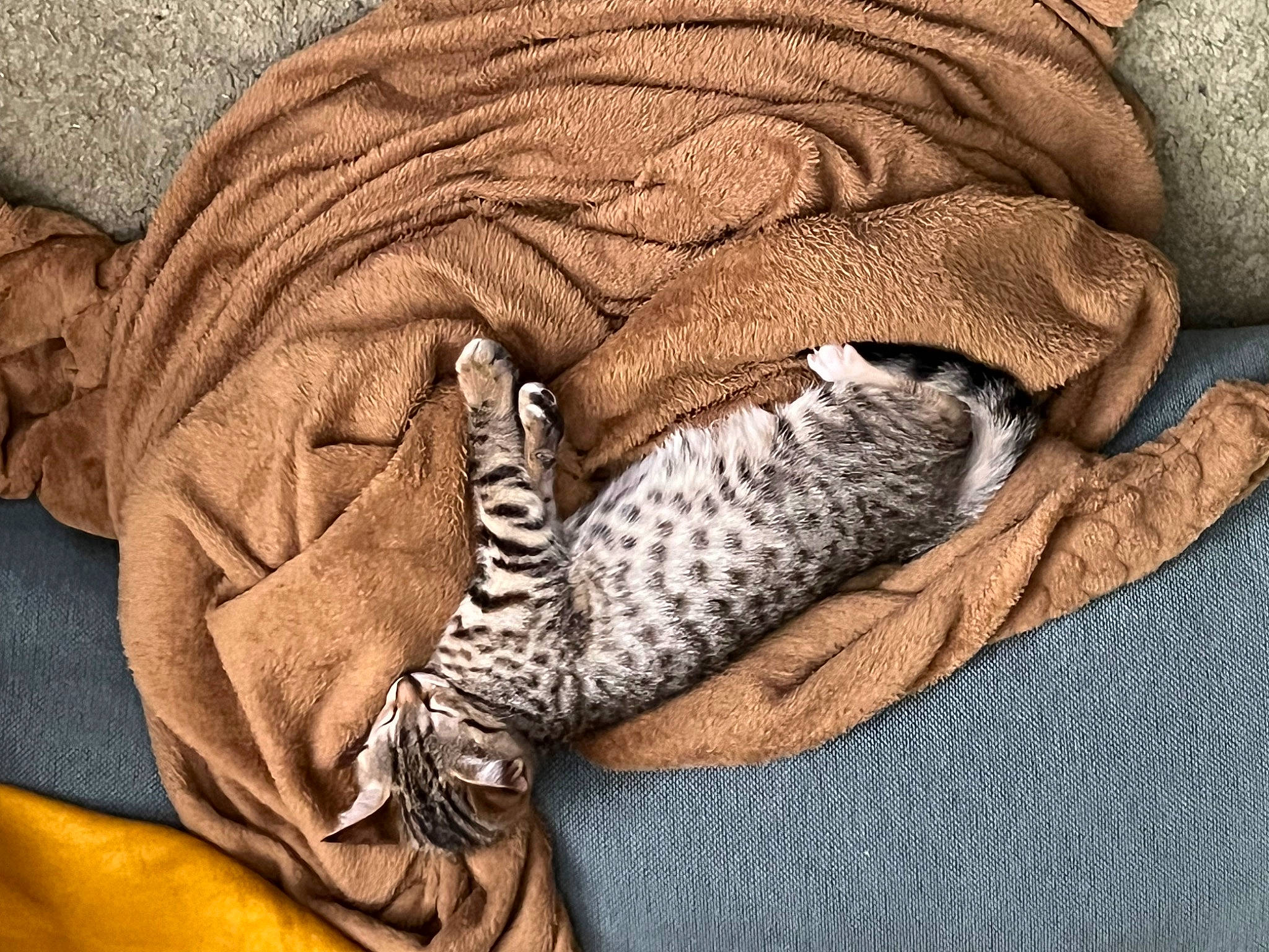 Wendy a rejoint le concours — aidez-le/la à gagner de superbes lots ! bag, bed_sheet, bedding, carnivore, comfort, fashion_accessory, fawn, feather, felidae, fur, grey, linens, mammal, nap, pattern, sleeve, small_to_medium_sized_cats, tail, terrestrial_animal, whiskers