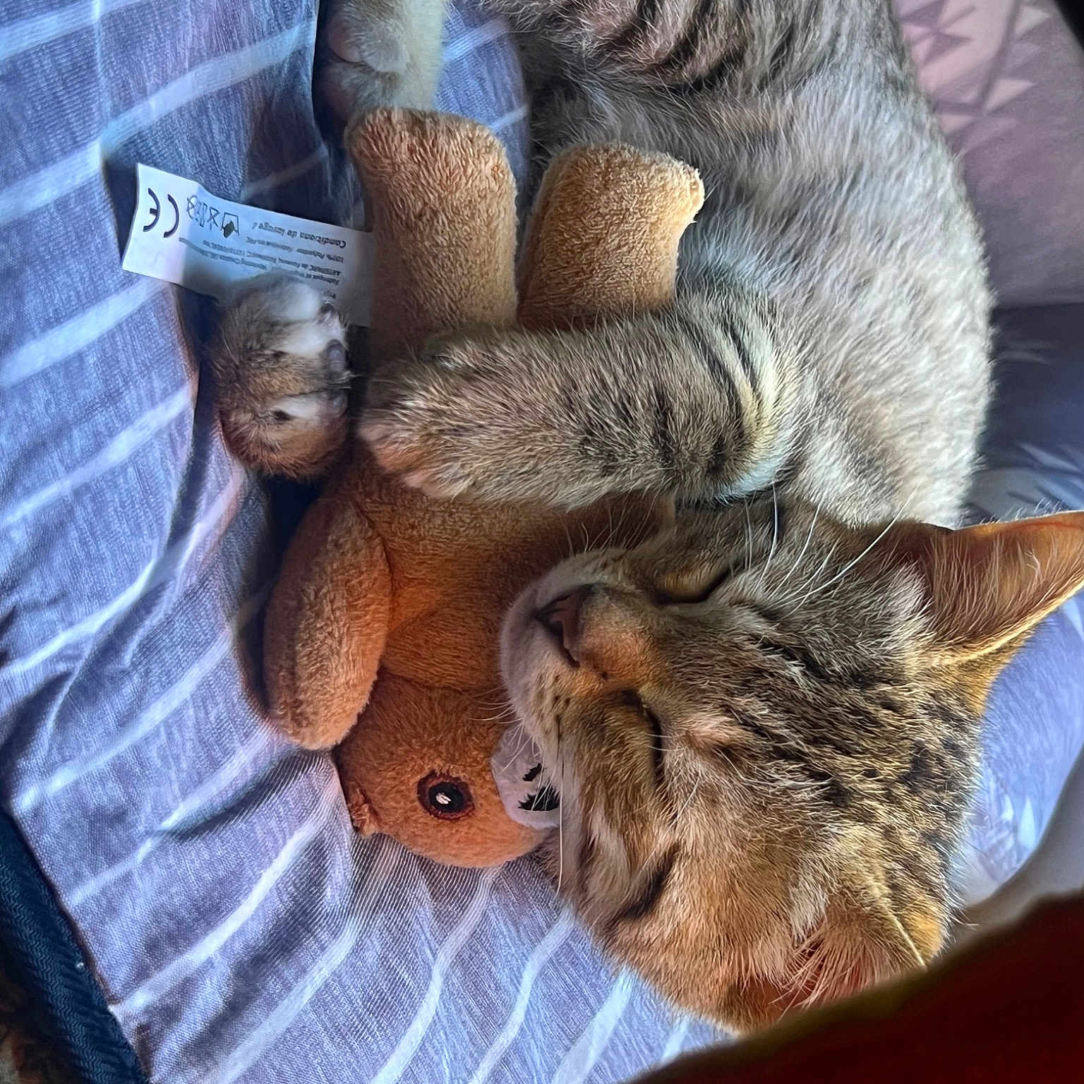 Wendy participe au concours pour gagner de l'argent avec cette photo : canidae, carnivore, cat, cat_supply, claw, comfort, domestic_short_haired_cat, fawn, felidae, fur, nap, paw, sleep, small_to_medium_sized_cats, snout, tail, terrestrial_animal, whiskers, wildlife, wood