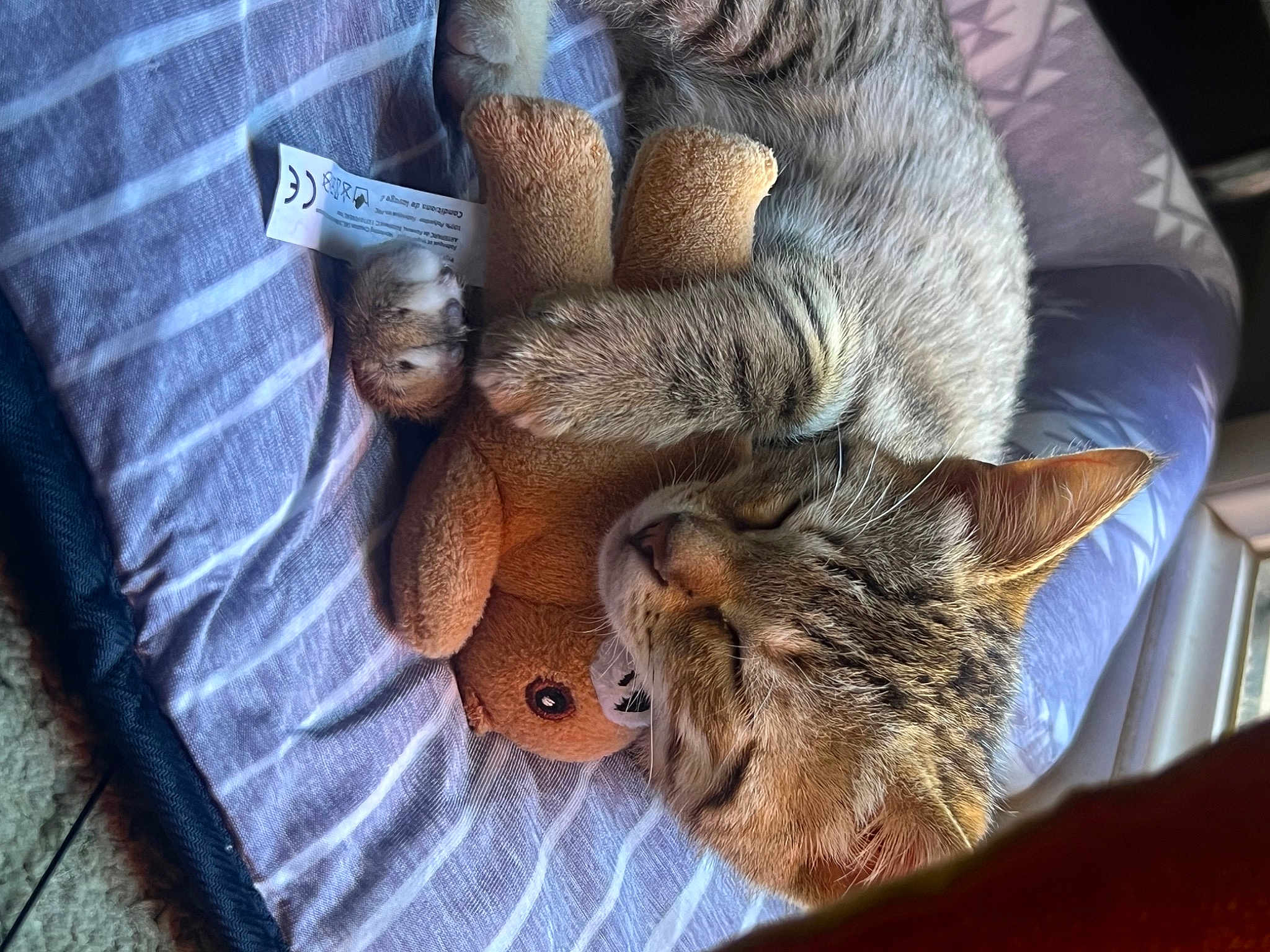 Wendy participe au concours pour gagner de l'argent avec cette photo : canidae, carnivore, cat, cat_supply, claw, comfort, domestic_short_haired_cat, fawn, felidae, fur, nap, paw, sleep, small_to_medium_sized_cats, snout, tail, terrestrial_animal, whiskers, wildlife, wood