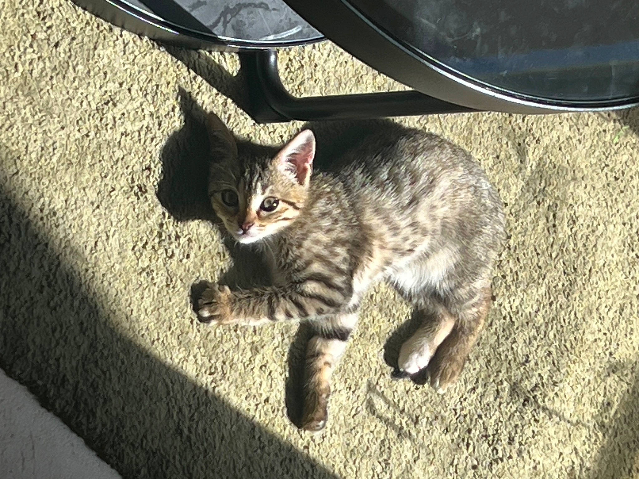 Wendy a rejoint le concours — aidez-le/la à gagner de superbes lots ! asphalt, automotive_lighting, automotive_tire, carnivore, cat, claw, domestic_short_haired_cat, felidae, fur, grass, grey, paw, road_surface, shadow, small_to_medium_sized_cats, snout, tail, terrestrial_animal, tree, whiskers