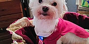 Nicky is registered to the contest to win money with this photo: animal, basket, companion, cozy, curious, curtains, cute, dog, domestic, fabric, furniture, home, indoor, pet, portrait, red_clothing, small_dog, tie, white_dog, window