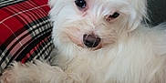 Nicky joined the competition — help win amazing prizes! animal, bed, bedroom, blanket, canine, couch, cushion, dog, eskimodog, furniture, homedecor, indoors, interiordesign, pet, poodle, puppy, room, terrier, text, whitedog