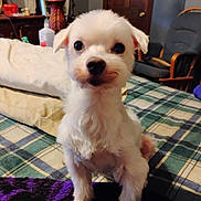 Nicky joined the competition — help win amazing prizes! animal, bed, blanket, chair, cozy, cute, dog, domestic, fur, furniture, indoor, looking_at_camera, pet, plaid, portrait, puppy, small_dog, white_dog, wooden_furniture, young_dog