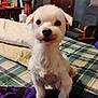 Nicky joined the competition — help win amazing prizes! animal, bed, blanket, chair, cozy, cute, dog, domestic, fur, furniture, indoor, looking_at_camera, pet, plaid, portrait, puppy, small_dog, white_dog, wooden_furniture, young_dog