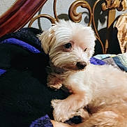 Nicky joined the competition — help win amazing prizes! dog, pet, fluffy, light_colored, blanket, purple, bed, headboard, metal, resting, indoor, cozy, fur, animal, cute, companion, relaxing, small_dog, portrait, soft_lighting