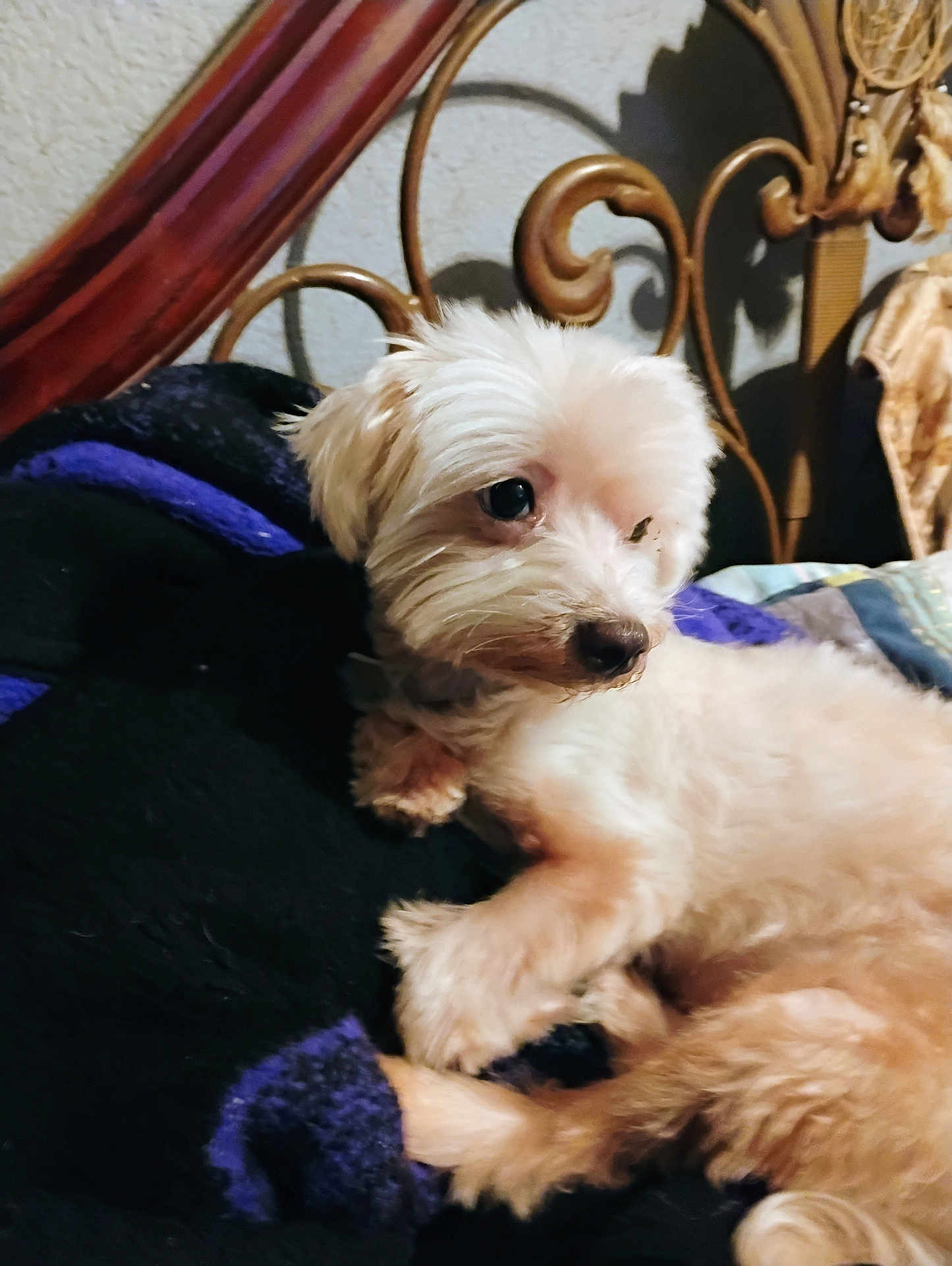Nicky joined the competition — help win amazing prizes! dog, pet, fluffy, light_colored, blanket, purple, bed, headboard, metal, resting, indoor, cozy, fur, animal, cute, companion, relaxing, small_dog, portrait, soft_lighting