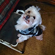 Nicky is registered to the contest to win money with this photo: dog, white_dog, plaid_jacket, pet, indoor, wooden_floor, chair, blanket, curious, small_dog, furry, looking_up, cozy, domestic, animal, cute, companion, household, fur, indoors