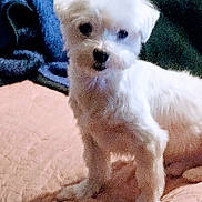 Nicky joined the competition — help win amazing prizes! animal, bed, bedroom, bison, blanket, canine, couch, dog, eskimodog, furniture, indoors, pet, poodle, puppy, room, terrier, white, whitedog