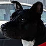 dog, black_dog, pet, animal, car_interior, window, vehicle, side_profile, alert, close_up, white_patch, sitting, domestic_animal, canine, looking_away, indoor, transportation, seat, fur, ears