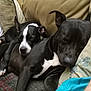 animal, black_dog, canine, closeup, comfort, companion, couch, cozy, cute, dog, domestic, friendship, fur, indoor, pets, relaxation, resting, sleeping, snuggling, white_markings