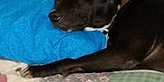 Smoky is registered to the contest to win money with this photo: animal, bed, black_dog, blue_pillow, collar, companion, cozy, dog, domestic, fur, indoor, lying_down, patterned_quilt, paw, pet, pillow, quilt, relaxed, resting, sleepy