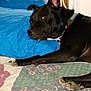 animal, bed, black_dog, blue_pillow, collar, companion, cozy, dog, domestic, fur, indoor, lying_down, patterned_quilt, paw, pet, pillow, quilt, relaxed, resting, sleepy