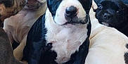 Mera joined the competition — help win amazing prizes! adorable, animal, black_and_white, brown, close_up, cute, dog, fur, group, indoor, mammal, pet, playful, portrait, puppy, small, snuggling, white, wood_shavings, young_animal
