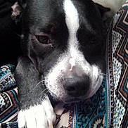 Mera joined the competition — help win amazing prizes! dog, black_and_white, close_up, paw, resting, patterned_fabric, cozy, indoor, animal, pet, nail, fur, face, snout, ear, relaxed, cute, companion, domestic_animal, portrait