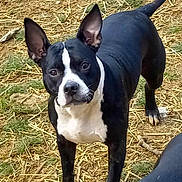Mera joined the competition — help win amazing prizes! alert, animal, black_and_white, canine, companion, dog, domestic_animal, ears_up, four_legs, fur, grass, ground, looking, muzzle, nature, outdoor, pet, standing, straw, tail