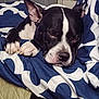 Mera is registered to the contest to win money with this photo: bedroom, blanket, blue, canine, closeup, comfort, cozy, cute, dog, domestic_animal, ears, fur, indoors, nap, paw, pet, relaxation, resting, sleeping, white